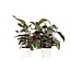 Pauwenplant - Set van 2 - Calathea 'White Fusion' - Hoogte 30-40cm - ⌀14cm