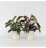 Pauwenplant - Set van 2 - Calathea 'White Fusion' - Hoogte 30-40cm - ⌀14cm