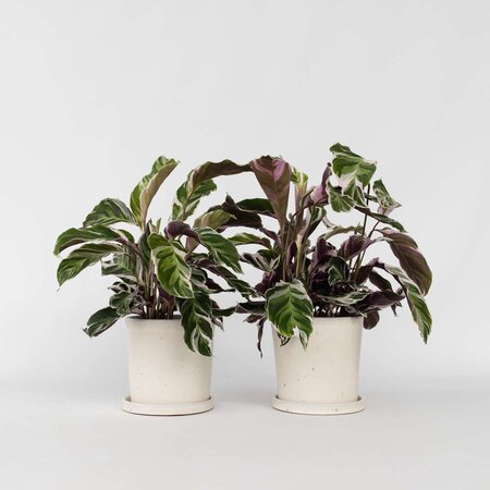Pauwenplant - Set van 2 - Calathea 'White Fusion' - Hoogte 30-40cm - ⌀14cm