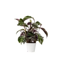 Pauwenplant - Calathea Lietzei 'White Fusion' - Hoogte 30-40cm - ⌀14cm