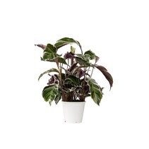 Pauwenplant - Calathea Lietzei 'White Fusion' - Hoogte 30-40cm - ⌀14cm