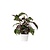 Pauwenplant - Calathea Lietzei 'White Fusion' - Hoogte 30-40cm - ⌀14cm