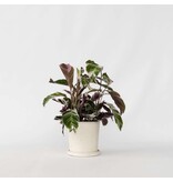 Pauwenplant - Calathea Lietzei 'White Fusion' - Hoogte 30-40cm - ⌀14cm
