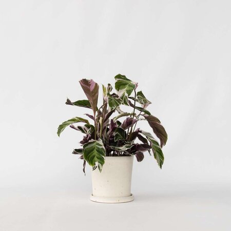 Pauwenplant - Calathea Lietzei 'White Fusion' - Hoogte 30-40cm - ⌀14cm