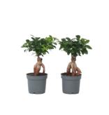 Chinese vijg - Set van 4 - Ficus microcarpa - Hoogte 30-40cm - ⌀12cm
