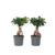Chinese vijg - Set van 4 - Ficus microcarpa - Hoogte 30-40cm - ⌀12cm