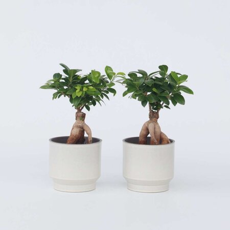 Chinese vijg - Set van 4 - Ficus microcarpa - Hoogte 30-40cm - ⌀12cm