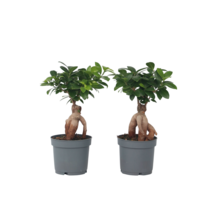 Chinese vijg - Set van 2 - Ficus microcarpa - Hoogte 30-40cm - ⌀12cm