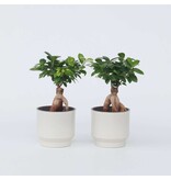Chinese vijg - Set van 2 - Ficus microcarpa - Hoogte 30-40cm - ⌀12cm