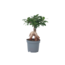 Chinese vijg - Ficus microcarpa - Hoogte 30-40cm - ⌀12cm