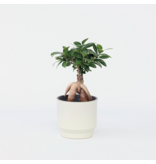 Chinese vijg - Ficus microcarpa - Hoogte 30-40cm - ⌀12cm