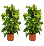 Drakenklimop - Set van 2 - Epipremnum 'Aureum' - Hoogte 80-90cm - ⌀21cm