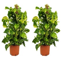 Drakenklimop - Set van 2 - Epipremnum 'Aureum' - Hoogte 80-90cm - ⌀21cm