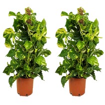 Drakenklimop - Set van 2 - Epipremnum 'Aureum' - Hoogte 80-90cm - ⌀21cm