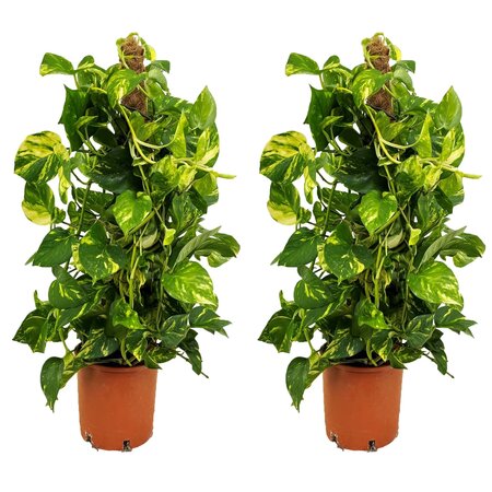 Drakenklimop - Set van 2 - Epipremnum 'Aureum' - Hoogte 80-90cm - ⌀21cm