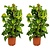 Drakenklimop - Set van 2 - Epipremnum 'Aureum' - Hoogte 80-90cm - ⌀21cm