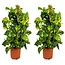 Drakenklimop - Set van 2 - Epipremnum 'Aureum' - Hoogte 80-90cm - ⌀21cm