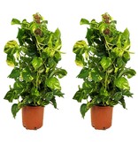 Drakenklimop - Set van 2 - Epipremnum 'Aureum' - Hoogte 80-90cm - ⌀21cm
