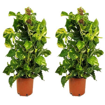 Drakenklimop - Set van 2 - Epipremnum 'Aureum' - Hoogte 80-90cm - ⌀21cm