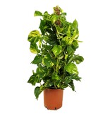Drakenklimop - Epipremnum Scindapsus 'Aureum' - Hoogte 80-90cm - ⌀21cm