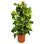 Drakenklimop - Epipremnum Scindapsus 'Aureum' - Hoogte 80-90cm - ⌀21cm