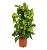 Drakenklimop - Epipremnum Scindapsus 'Aureum' - Hoogte 80-90cm - ⌀21cm