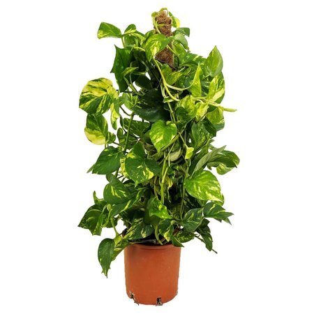 Drakenklimop - Epipremnum Scindapsus 'Aureum' - Hoogte 80-90cm - ⌀21cm