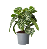 Zebraplant - Aphelandra squarrosa 'Botanica' - Hoogte 25-45cm - ⌀13cm