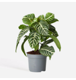 Zebraplant - Aphelandra squarrosa 'Botanica' - Hoogte 25-45cm - ⌀13cm