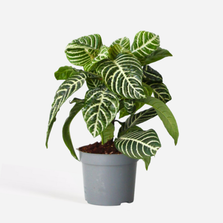 Zebraplant - Aphelandra squarrosa 'Botanica' - Hoogte 25-45cm - ⌀13cm