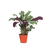 Gebedsplant - Ctenanthe 'burle-marxii' - Hoogte 25-40cm - ⌀12cm