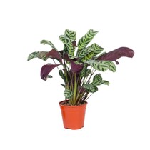 Gebedsplant - Ctenanthe 'burle-marxii' - Hoogte 25-40cm - ⌀12cm
