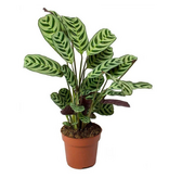 Gebedsplant - Ctenanthe 'burle-marxii' - Hoogte 25-40cm - ⌀12cm