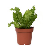 Vogelnestvaren - Asplenium nidus 'Crispy Wave' - Hoogte 25-40cm - ⌀12cm
