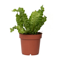 Vogelnestvaren - Asplenium nidus 'Crispy Wave' - Hoogte 25-40cm - ⌀12cm