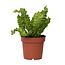 Vogelnestvaren - Asplenium nidus 'Crispy Wave' - Hoogte 25-40cm - ⌀12cm