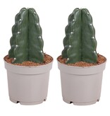 Knuffelkaktus - Set van 2 - Cereus jamacaru - Hoogte 25-30cm - ⌀12cm
