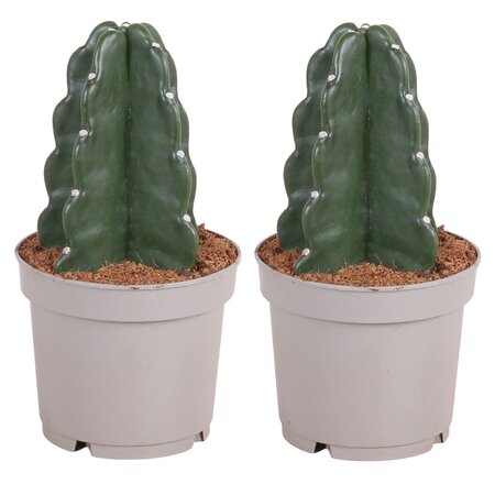 Knuffelkaktus - Set van 2 - Cereus jamacaru - Hoogte 25-30cm - ⌀12cm