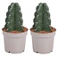Knuffelkaktus - Set van 2 - Cereus jamacaru - Hoogte 25-30cm - ⌀12cm