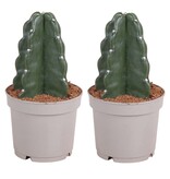Knuffelkaktus - Set van 2 - Cereus jamacaru - Hoogte 25-30cm - ⌀12cm