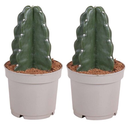 Knuffelkaktus - Set van 2 - Cereus jamacaru - Hoogte 25-30cm - ⌀12cm