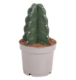 Knuffelkaktus - Cereus jamacaru - Hoogte 25-30cm - ⌀12cm