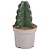 Knuffelkaktus - Cereus jamacaru - Hoogte 25-30cm - ⌀12cm