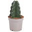 Knuffelkaktus - Cereus jamacaru - Hoogte 25-30cm - ⌀12cm
