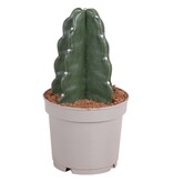 Knuffelkaktus - Cereus jamacaru - Hoogte 25-30cm - ⌀12cm