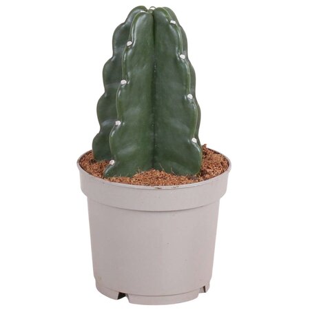 Knuffelkaktus - Cereus jamacaru - Hoogte 25-30cm - ⌀12cm