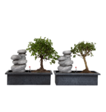 Bonsai met waterval - Set van 2 - Bonsai - Hoogte 25-35cm - ⌀29cm