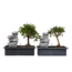 Bonsai met waterval - Set van 2 - Bonsai - Hoogte 25-35cm - ⌀29cm