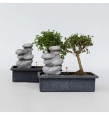 Bonsai met waterval - Set van 2 - Bonsai - Hoogte 25-35cm - ⌀29cm