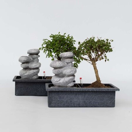 Bonsai met waterval - Set van 2 - Bonsai - Hoogte 25-35cm - ⌀29cm